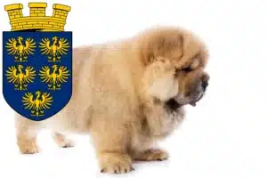 Mehr über den Artikel erfahren Chow-Chow Züchter und Welpen in Niederösterreich