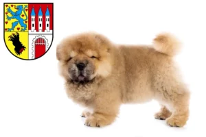 Mehr über den Artikel erfahren Chow-Chow Züchter und Welpen in Nienburg/Weser