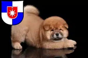 Mehr über den Artikel erfahren Chow-Chow Züchter und Welpen in Norderstedt