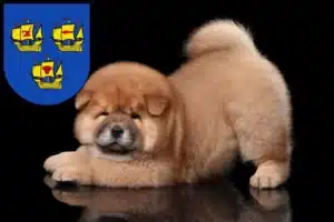 Mehr über den Artikel erfahren Chow-Chow Züchter und Welpen in Nordfriesland