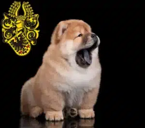 Mehr über den Artikel erfahren Chow-Chow Züchter und Welpen in Nordhausen