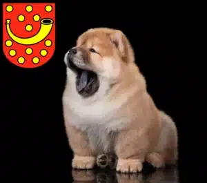 Mehr über den Artikel erfahren Chow-Chow Züchter und Welpen in Nordhorn