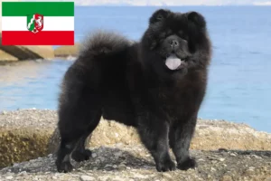 Mehr über den Artikel erfahren Chow-Chow Züchter und Welpen in Nordrhein-Westfalen