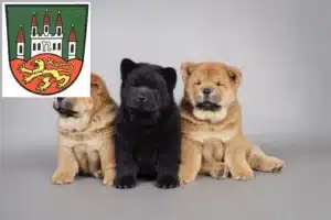 Mehr über den Artikel erfahren Chow-Chow Züchter und Welpen in Northeim