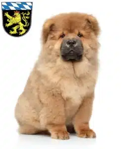 Mehr über den Artikel erfahren Chow-Chow Züchter und Welpen in Oberbayern