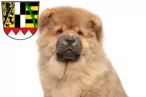 Mehr über den Artikel erfahren Chow-Chow Züchter und Welpen in Oberfranken