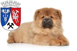 Mehr über den Artikel erfahren Chow-Chow Züchter und Welpen in Oberhausen