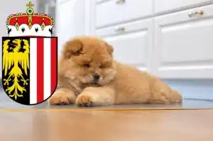 Mehr über den Artikel erfahren Chow-Chow Züchter und Welpen in Oberösterreich