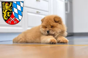 Mehr über den Artikel erfahren Chow-Chow Züchter und Welpen in der Oberpfalz