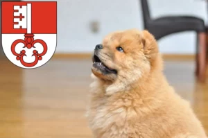 Mehr über den Artikel erfahren Chow-Chow Züchter und Welpen in Obwalden