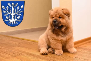 Mehr über den Artikel erfahren Chow-Chow Züchter und Welpen in Offenbach am Main