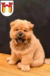 Mehr über den Artikel erfahren Chow-Chow Züchter und Welpen in Offenburg