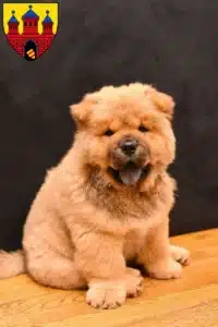 Mehr über den Artikel erfahren Chow-Chow Züchter und Welpen in Oldenburg