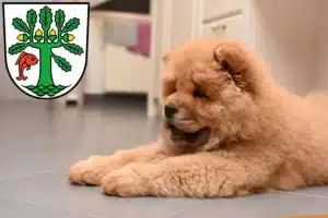 Mehr über den Artikel erfahren Chow-Chow Züchter und Welpen in Oranienburg