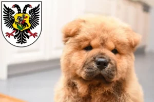 Mehr über den Artikel erfahren Chow-Chow Züchter und Welpen in Ortenaukreis