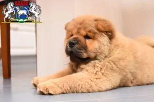 Mehr über den Artikel erfahren Chow-Chow Züchter und Welpen in Osterholz-Scharmbeck