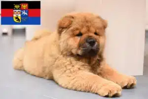 Mehr über den Artikel erfahren Chow-Chow Züchter und Welpen in Ostfriesland