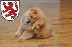 Mehr über den Artikel erfahren Chow-Chow Züchter und Welpen in Passau