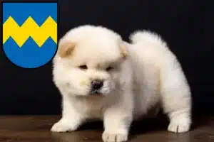 Mehr über den Artikel erfahren Chow-Chow Züchter und Welpen in Pfaffenhofen an der Ilm
