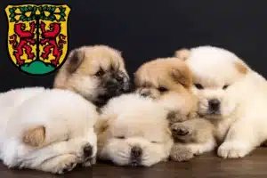 Mehr über den Artikel erfahren Chow-Chow Züchter und Welpen in Pirna