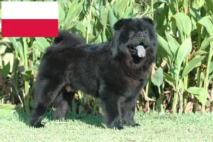 Mehr über den Artikel erfahren Chow-Chow Züchter und Welpen in Polen