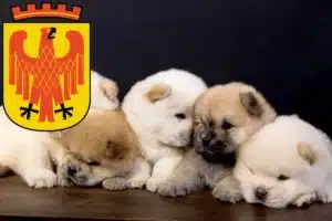 Mehr über den Artikel erfahren Chow-Chow Züchter und Welpen in Potsdam