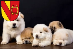 Mehr über den Artikel erfahren Chow-Chow Züchter und Welpen in Rastatt