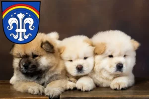 Mehr über den Artikel erfahren Chow-Chow Züchter und Welpen in Regen (Stadt)