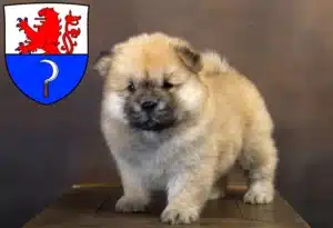 Mehr über den Artikel erfahren Chow-Chow Züchter und Welpen in Remscheid