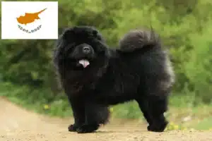 Mehr über den Artikel erfahren Chow-Chow Züchter und Welpen auf Zypern