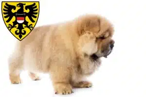 Mehr über den Artikel erfahren Chow-Chow Züchter und Welpen in Reutlingen