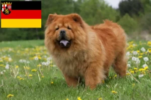 Mehr über den Artikel erfahren Chow-Chow Züchter und Welpen in Rheinland-Pfalz