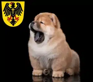Mehr über den Artikel erfahren Chow-Chow Züchter und Welpen in Rottweil