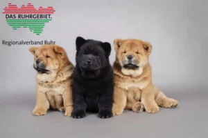 Mehr über den Artikel erfahren Chow-Chow Züchter und Welpen im Ruhrgebiet