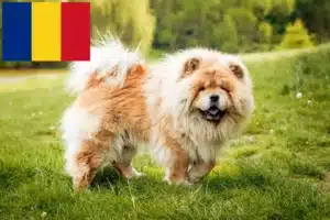 Mehr über den Artikel erfahren Chow-Chow Züchter und Welpen in Rumänien