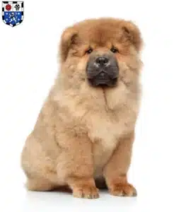 Mehr über den Artikel erfahren Chow-Chow Züchter und Welpen in Saarbrücken