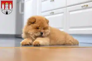 Mehr über den Artikel erfahren Chow-Chow Züchter und Welpen in Salzburg