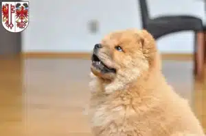 Mehr über den Artikel erfahren Chow-Chow Züchter und Welpen in Salzwedel