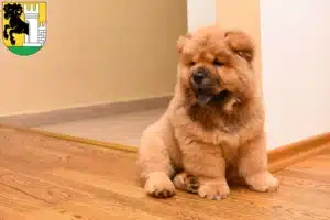 Mehr über den Artikel erfahren Chow-Chow Züchter und Welpen in Schaffhausen