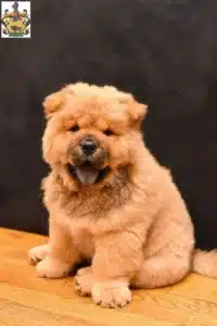 Mehr über den Artikel erfahren Chow-Chow Züchter und Welpen in Schleiz
