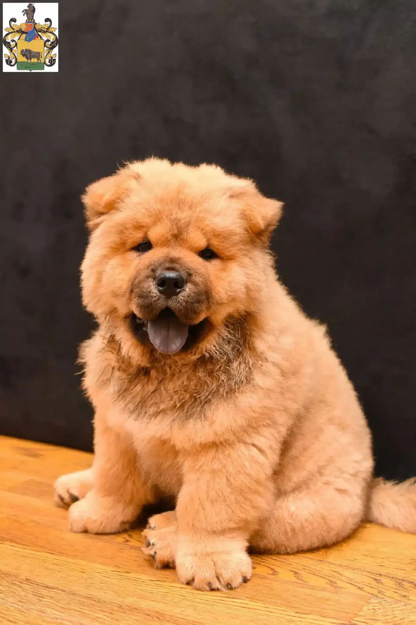 Mehr über den Artikel erfahren Chow-Chow Züchter und Welpen in Schleiz