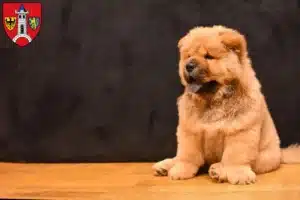 Mehr über den Artikel erfahren Chow-Chow Züchter und Welpen in Schwabach