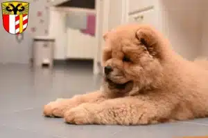 Mehr über den Artikel erfahren Chow-Chow Züchter und Welpen in Schwaben