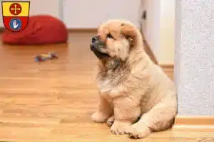 Mehr über den Artikel erfahren Chow-Chow Züchter und Welpen in Schwäbisch Hall