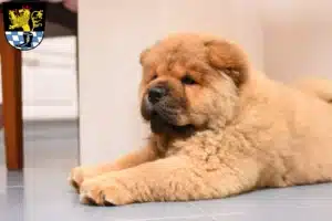 Mehr über den Artikel erfahren Chow-Chow Züchter und Welpen in Schwandorf