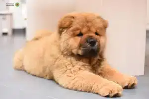 Mehr über den Artikel erfahren Chow-Chow Züchter und Welpen im Schwarzwald