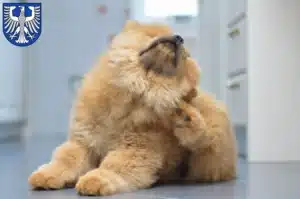 Mehr über den Artikel erfahren Chow-Chow Züchter und Welpen in Schweinfurt
