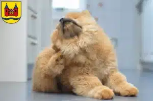 Mehr über den Artikel erfahren Chow-Chow Züchter und Welpen in Schwelm