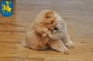 Mehr über den Artikel erfahren Chow-Chow Züchter und Welpen in Schwerin