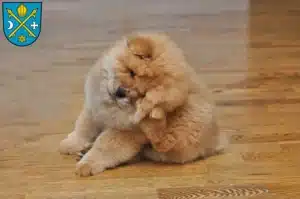 Mehr über den Artikel erfahren Chow-Chow Züchter und Welpen in Seelow